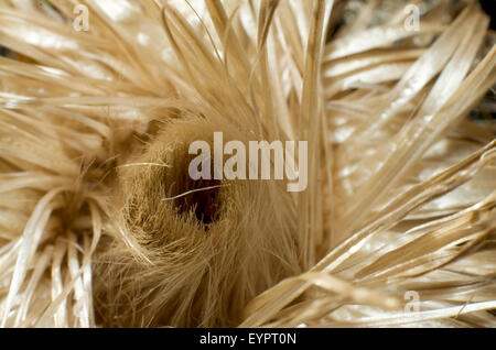 Close up of an empty seed chef d'un chardon (Cirsium vulgare Lance) Banque D'Images