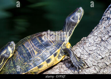 Un étang, tortues Trachemys scripta scripta, reposant sur une branche. Cette sous-espèce est également connue sous le nom de tortue à oreilles jaunes Banque D'Images