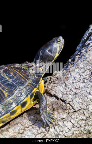 Un étang, tortues Trachemys scripta scripta, bronzer sur une branche à l'encontre d'un fond noir uniforme. Vertical image. Banque D'Images