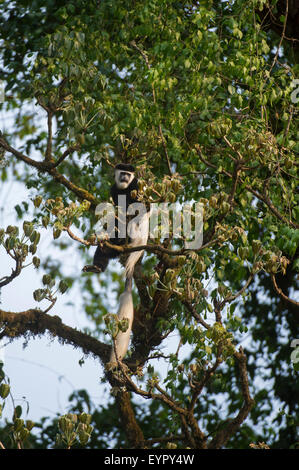 Guereza (noir et blanc) Abyssin colobus guereza (Colobus, abyssinicus), forêt Harenna, Bale Mountains National Park Banque D'Images