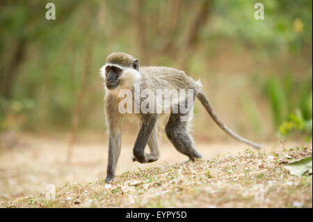 Singe Grivet, éthiopiens sous forme de singe vert ou vervet (Cercopithecus aethiops), l'Ethiopie Banque D'Images