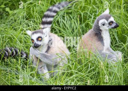 Un groupe d'ring-tailed lémuriens, Lemur catta, se nourrissent au sol entre l'herbe Banque D'Images