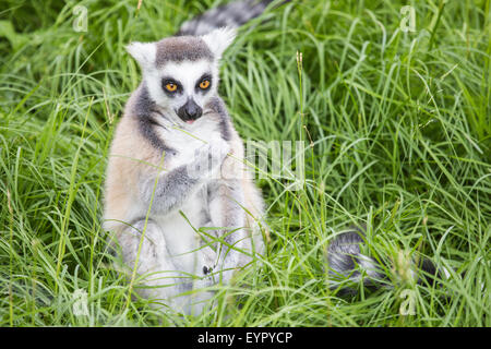 Un ring-tailed lemur, Lemur catta, l'alimentation au sol dans l'herbe Banque D'Images