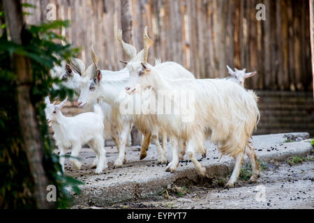 Troupeau de chèvres domestiques, Capra aegagrus hircus, race Girgentana marche dans une clôture. Cette chèvre est indigène à la province d'un Banque D'Images