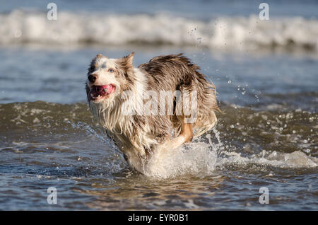 Chien qui court eau plage, jeu, joie, exécuter, mignon, humide, de l'océan, retriever, action, Golden, sable, sain, splash, l'exécution, à l'extérieur, Banque D'Images