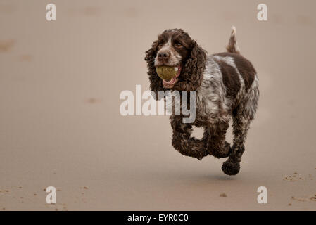 Chien qui court eau plage, jeu, joie, exécuter, mignon, humide, de l'océan, retriever, action, Golden, sable, sain, splash, l'exécution, à l'extérieur, Banque D'Images