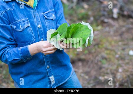 Girl picking pour le séchage des feuilles de Tussilage farfara (Coltsfoot-Tussilago est la médecine naturelle pour le froid et d'autres maladies d'hiver) Banque D'Images