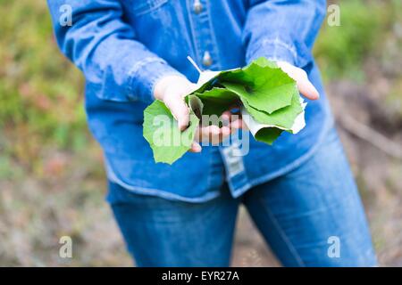 Girl picking pour le séchage des feuilles de Tussilage farfara (Coltsfoot-Tussilago est la médecine naturelle pour le froid et d'autres maladies d'hiver) Banque D'Images