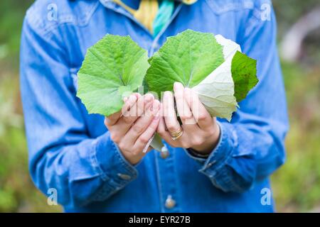 Girl picking pour le séchage des feuilles de Tussilage farfara (Coltsfoot-Tussilago est la médecine naturelle pour le froid et d'autres maladies d'hiver) Banque D'Images