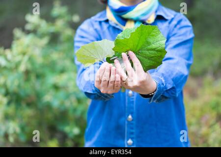 Girl picking pour le séchage des feuilles de Tussilage farfara (Coltsfoot-Tussilago est la médecine naturelle pour le froid et d'autres maladies d'hiver) Banque D'Images