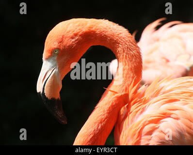 Ou des Caraïbes ( flamingo Phoenicopterus ruber), gros plan de la tête Banque D'Images