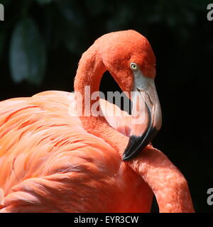 Ou des Caraïbes ( flamingo Phoenicopterus ruber), gros plan de la tête Banque D'Images