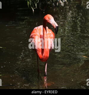 Ou des Caraïbes flamingo (Phoenicopterus ruber) de nourriture dans un ruisseau, face à huis clos Banque D'Images