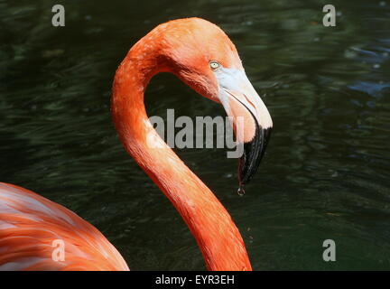 Ou des Caraïbes flamingo (Phoenicopterus ruber) dans l'eau, gros plan de la tête de profil Banque D'Images