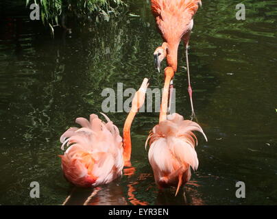 Trois l'audacieuse ou des Caraïbes des flamants roses (Phoenicopterus ruber) combats, tempère la torche Banque D'Images