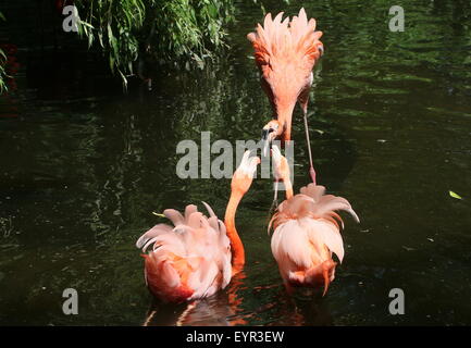 Trois l'audacieuse ou des Caraïbes des flamants roses (Phoenicopterus ruber) combats, tempère la torche Banque D'Images