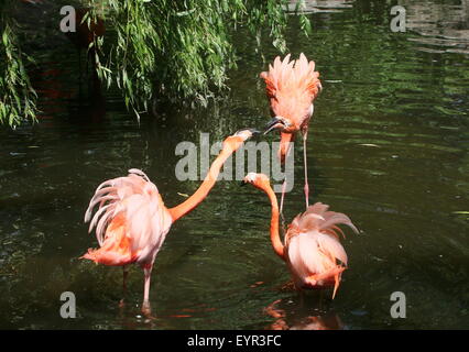 Trois l'audacieuse ou des Caraïbes des flamants roses (Phoenicopterus ruber) combats, tempère la torche Banque D'Images