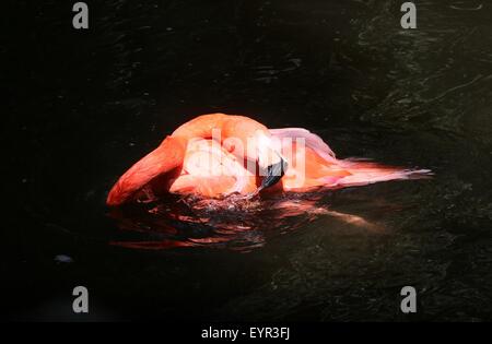 Ou des Caraïbes flamingo (Phoenicopterus ruber) baignant dans l'eau, nettoyer ses plumes Banque D'Images