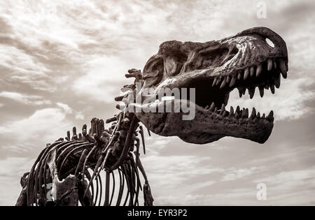 Squelette de Tyrannosaurus rex Banque D'Images