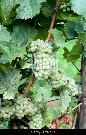 Weisser Riesling, Weisse Weintrauben, Wein, Weinpflanzen, Reben, Fruechte, Beeren, Obst, - Banque D'Images