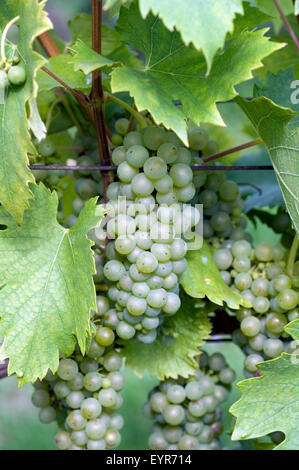 Welschriesling, Weisser Riesling, Wein, Weinpflanzen, Reben, Fruechte, Beeren, Obst, - Banque D'Images