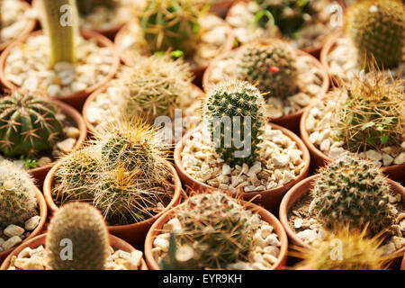 Beaucoup de cactus de piquants à vendre dans une pépinière Banque D'Images