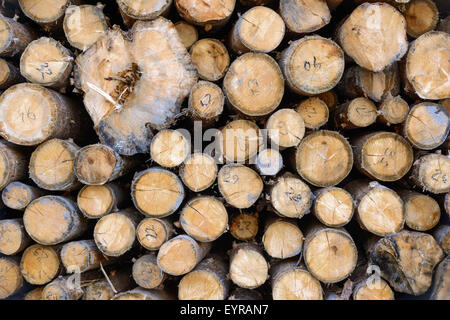 Milieux et de textures : pile de bois, l'industrie du bois ou la nature abstract background Banque D'Images