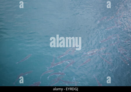 De l'école de nage des poissons de mer à proximité de la surface de l'eau Banque D'Images