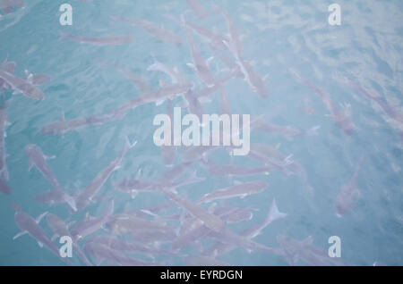 De l'école de nage des poissons de mer à proximité de la surface de l'eau libre Banque D'Images