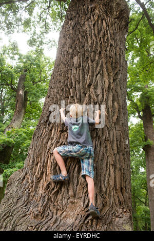 Garçon enfant escalade Big Tree Banque D'Images