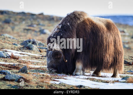 Le boeuf musqué (Ovibos moschatus) se nourrissant de l'habitat. Le Parc National de Dovrefjell-Sunndalsfjella. La Norvège. Banque D'Images
