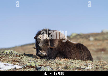 Le boeuf musqué (Ovibos moschatus) reposant sur l'habitat. Le Parc National de Dovrefjell-Sunndalsfjella. La Norvège. Banque D'Images