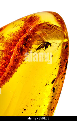 Fly préhistorique (c40-50m ans) préservés dans l'ambre baltique de Kaliningrad region, Russie. 4-5mm de long de l'insecte Banque D'Images