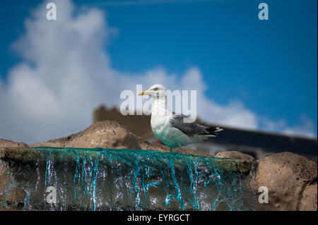 Seagul au mini-golf en bord de mer d'Hastings Sussex Banque D'Images