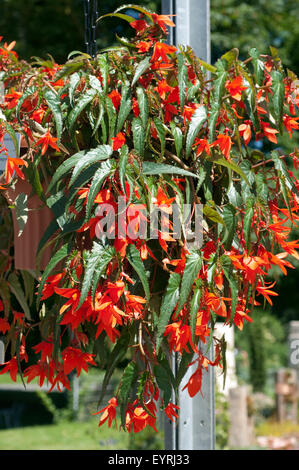 Haengebegonie, Begonia boliviensis, Bonfire,, Banque D'Images