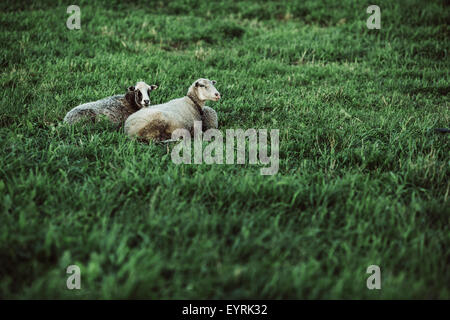 Deux moutons reposant sur la pelouse Banque D'Images