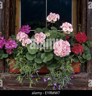 Blumenfenster, Fenster mit Blumen, Balkonblumen, Blumen auf Terrasse, Gartenblumen, Kübelpflanzen, Geranien Banque D'Images