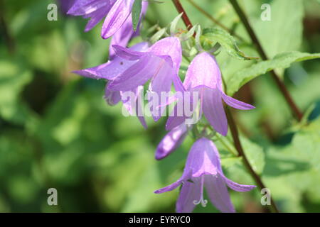 Le rampage Bellflower (Campanula rapunculoides), jolie-violet en forme de cloche, les mauvaises herbes envahissantes culture des fleurs dans un jardin de fleurs Banque D'Images