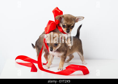 Cute chiots chihuahua avec ruban rouge Banque D'Images