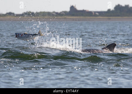 Grand dauphin (Tursiops truncatus) avec un poisson (saumon, Salmo salar), Moray, Highlands, Scotland UK Banque D'Images