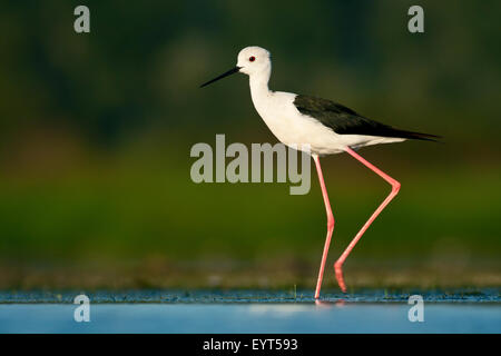 Black-winged stilt marche dans un lac peu profond. Banque D'Images