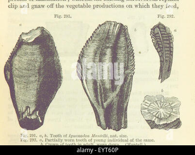 [L'Étudiant des éléments de géologie ... ... Avec illustrations.] Image prise à partir de la page 325 de '[L'étudiant d'éléments Banque D'Images