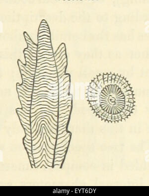 Image prise à partir de la page 331 de '[Géologie acadienne un compte Banque D'Images