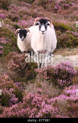 Les moutons parcourent la floraison ling heather sur Burbage Moor dans le Peak District National Park, Angleterre Royaume-uni Banque D'Images