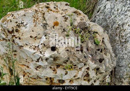 Vue générale vers boulder sédimentaire dans le domaine, Ludogorie, Bulgarie Banque D'Images