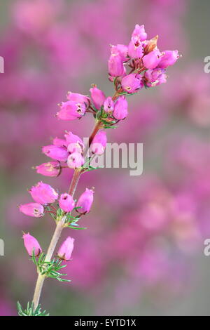 Bruyère cendrée (erica cinerea) croissant sur la lande dans le Derbyshire Peak District National Park, Royaume-Uni Banque D'Images