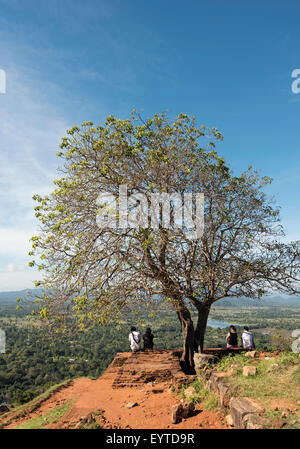 En haut de l'arbre du Rocher de Sigiriya, Sri Lanka Banque D'Images