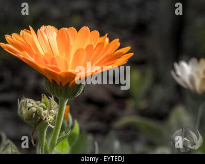 Photo de gros plan de fleurs de souci orange blossom Banque D'Images