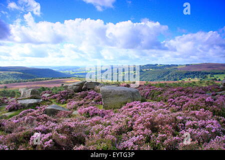 La bruyère (Calluna vulgaris) en pleine floraison sur Hathersage Moor dans le parc national de Peak District, Derbyshire, Angleterre, Royaume-Uni Banque D'Images