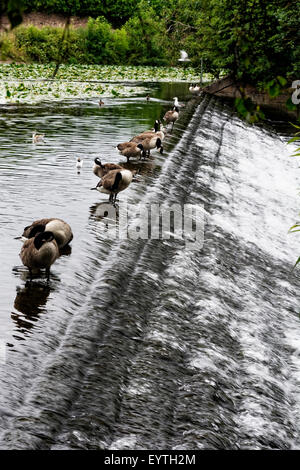 Le déversoir à Abbey Park, un parc public contenant l'abbaye du xiie siècle dans la région de Leicester, Angleterre à travers laquelle la rivière s'écoule Banque D'Images